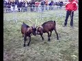 lotta con le capre aosta - by albertini