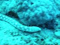 Virtual Dive: Snake Eel l Fort Lauderdale l Keys l Florida Virtual Dive: Snake Eel l Fort Lauderdale l Keys l Florida