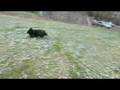 videos de Friday and Peppy in the Snow