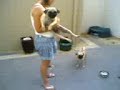 Pug Pugilism