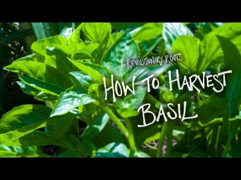 how to harvest thai basil