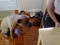 videos de Jake likes his bacon butties!