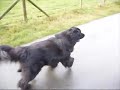 newfoundland dog
