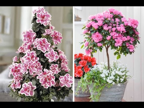 how to grow azaleas uk