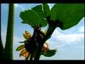 My Bee Movie For July