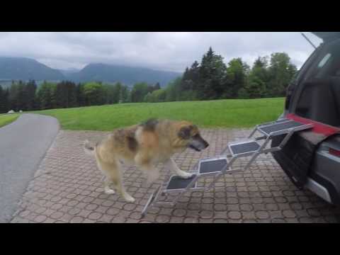 Hundetreppen - LUNA fällt aus dem Auto!