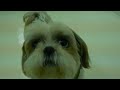 Click here to watch this video 2PawsUp Dog Daycare and Boarding