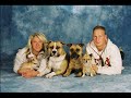 Der Stafford ist Kein Kampfhund !!!