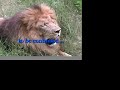 white tiger surgery  big cat tv
