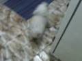 videos de Pimpo desesperado pela Tia Mere