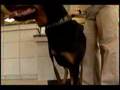 Vader the 3 legged Rottweiler Cancer Survivor!!!