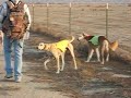 Sky at 11 1/2 years out running with the kids