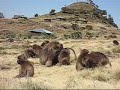 Gelado Baboons in Simien Mountain National Park Ethiopie