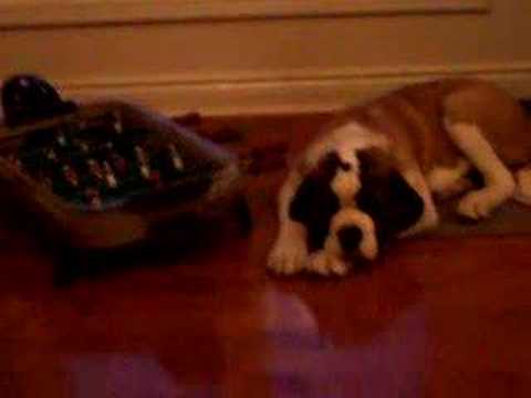 Five Month Old Saint Bernard Kicks ...