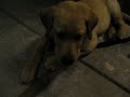 Yellow Labrador Retriever Puppy