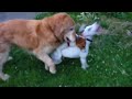 Saul666 - Trio de chiens sodomites Saul666 - Trio de chiens sodomites