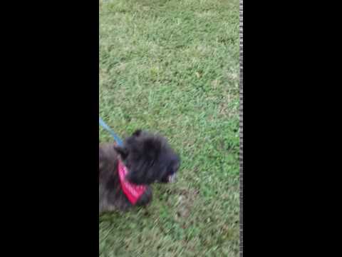 Walking on a leash, such a good boy!!