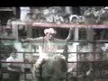 el tamarindo rancho el tigre vs el guapode quechul