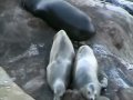 A Day or Two with the Gold Fish Point Sea Lions in La Jolla.wmv