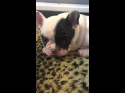 Betty Boos White pied puppy
