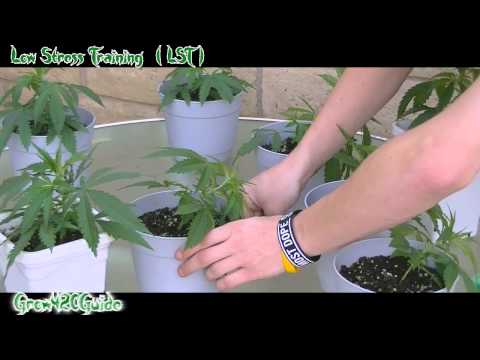 how to grow weed lst method
