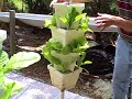 Vertigro tomato stack Vertigro tomato stack