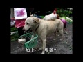 雞遛狗賣菜