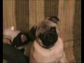 Il piccolo Poldo muove la testa a suon di musica!!!