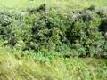 Deep Ravine