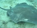 Swimming with stingrays and sharks in Bora Bora