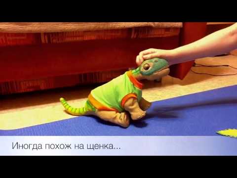 how to train pleo rb