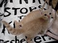 TNR Stops The Killing