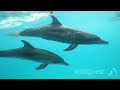 Dolphin Tales - October 2012