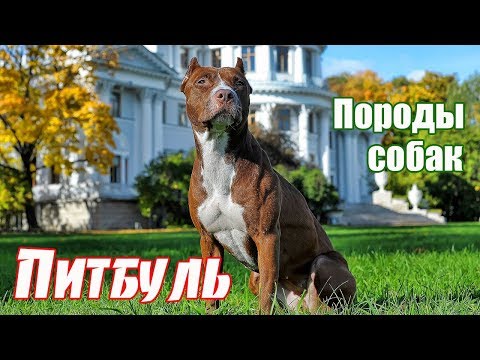 YouTube Трейлер