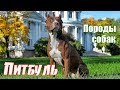 Видео - Породы собак. Питбуль