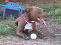 It's Chico Time (Labrador/Weimaraner Mix)