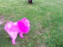 my pink puppy