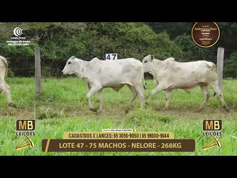 11� LEIL�O FAM�LIA LUCIANO DUARTE E CONVIDADOS