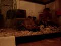 Spiney Cam