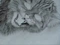 wild cat - fast pencil art