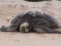 Sea Turtle Laying Eggs in The Galapagos