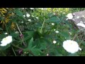 Ranunculus aconitifolius flora-plena