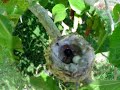 Humming bird nest April 4 2007 #1