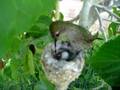 Humming bird nest April 4 2007 #1