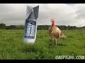 Turkey vs. Bomb