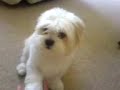 Lhasa   Apso  Mazy
