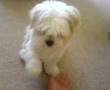 Lhasa Apso Mazy