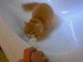 Kater Kasimir in Badewanne als er noch klein war
