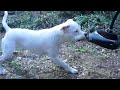 Staffy Playing with Blower