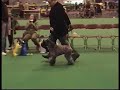 Swe Ch. Edbrios Ned Kelly at Crufts 2006 Swe Ch. Edbrios Ned Kelly at Crufts 2006